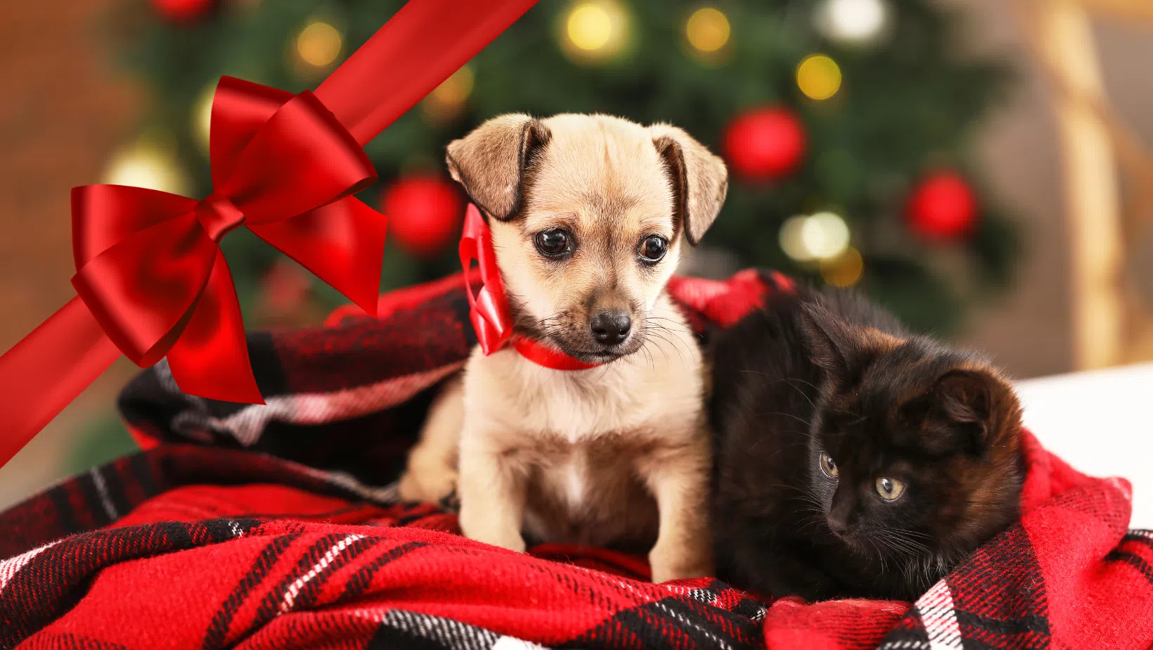 New Pet For Christmas Georgetown Pet Ordinances And Resources