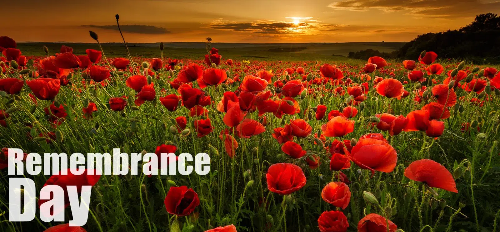 Remembrance-Day-Poppy-Field