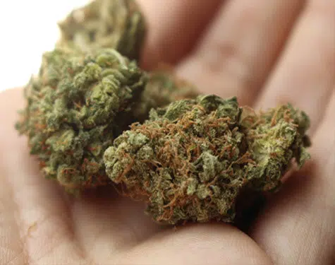 Local-Leaf-Cannabis--HYBRIDS
