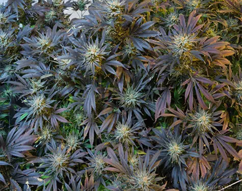 Local-Leaf-Cannabis--INDICA