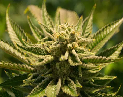 Local-Leaf-Cannabis--SATIVA
