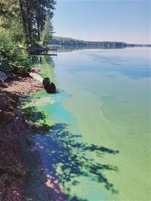 Photo of Blue Green Algae Bloom in Nulki Lake submitted to Algae Watch BC on August 24th // Courtesy: Algae Watch BC, Observation ID: AW11973