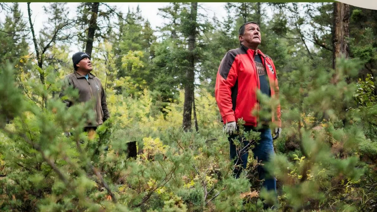 Central Chilcotin Rehabilitation Highlights Growth in Indigenous-Led Forestry