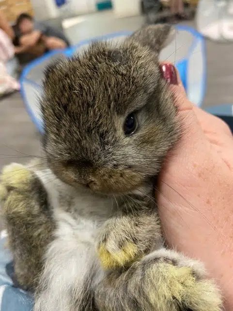 What Is Baby Bunny Therapy Like?! 