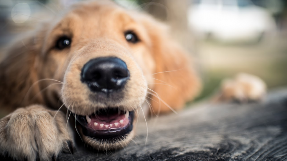 A Pitch for the Pups — Jill Servais Talks About the Joys of Pet Adoption - Vimarsana News