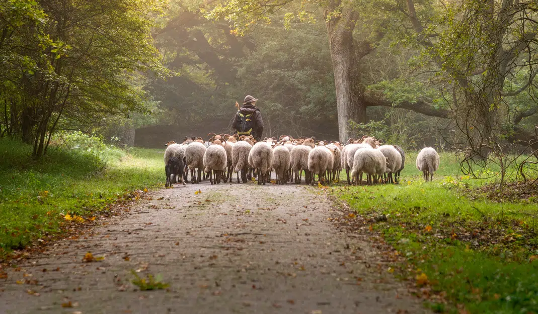 Shepherds Use Their Voice To Guide Sheep | PRAISE 106.5