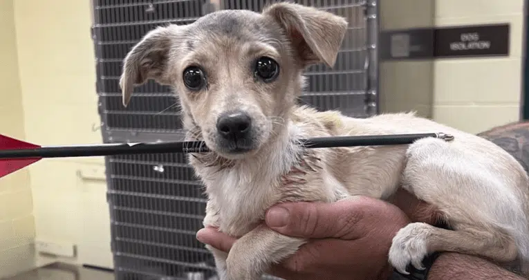 A Puppy With An Arrow Through Its Neck Survives