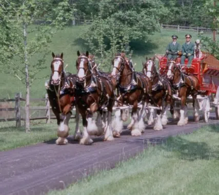 The Budweiser Clydesdales are in Central Texas