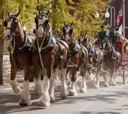 The Budweiser Clydesdales are in Central Texas