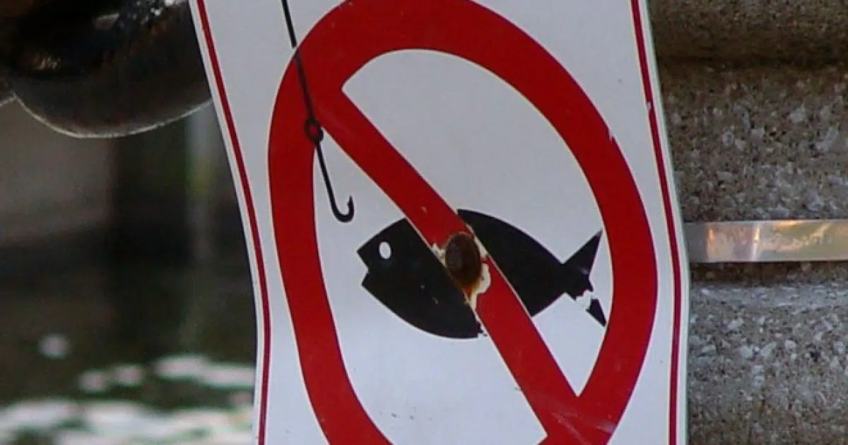 GILLty! Fishing Tourney Champs Caught Cheating Putting Lead Weights