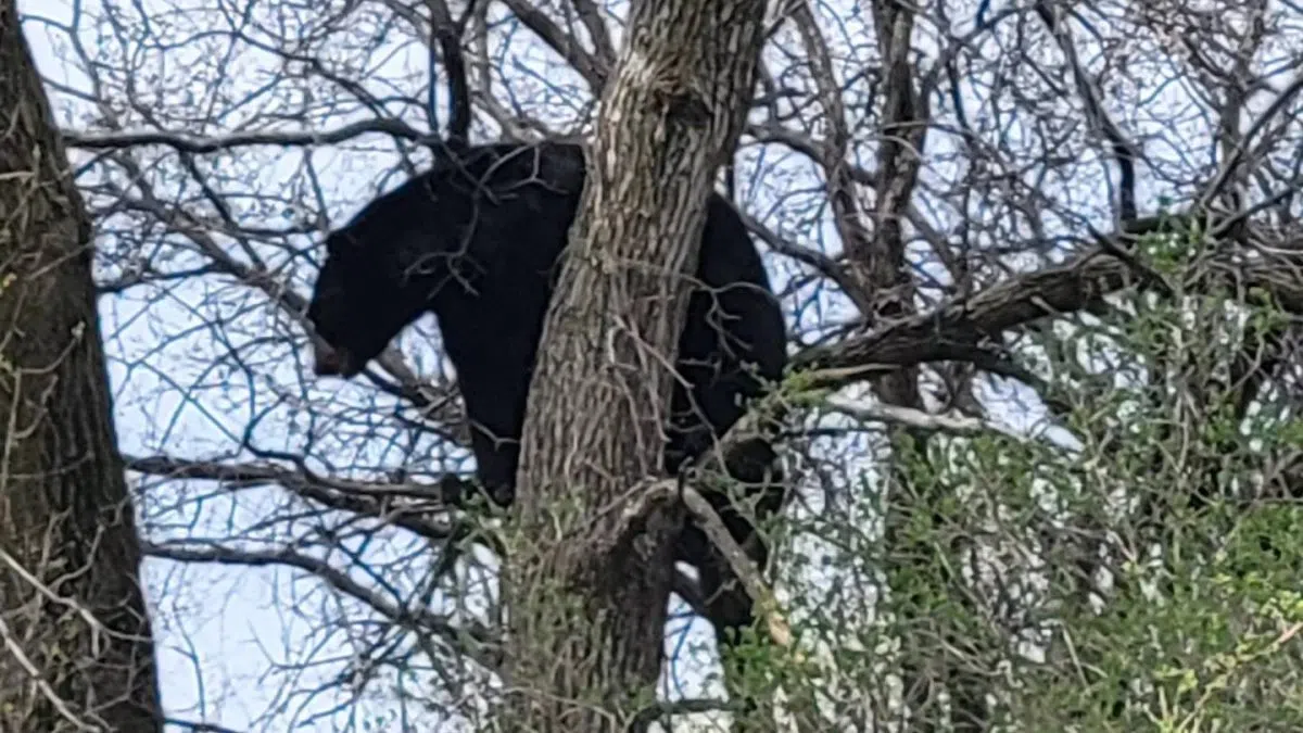 Bear replaces birdies on a Fond du Lac golf course WHBY Bear replaces birdies on a Fond du Lac golf course WHBY