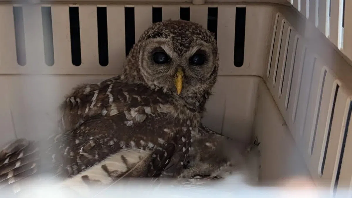 Injured owl rescued on Hortonville golf course WHBY