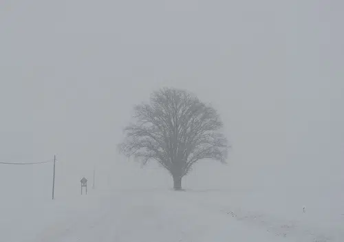 Delayed Openings in the Quad Counties: Do They Really Work?