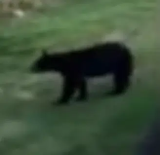 Town officials ask residents to be proactive, educated about bear sightings