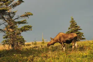 Annual CB Highlands moose harvest underway