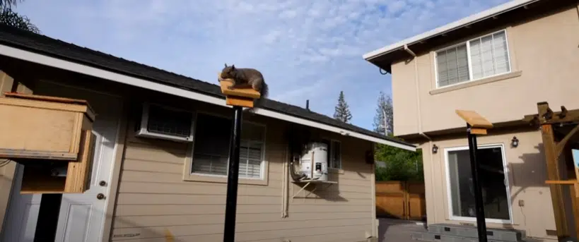 A Squirrel Obstacle Course Is A Must See! (Video Attached)