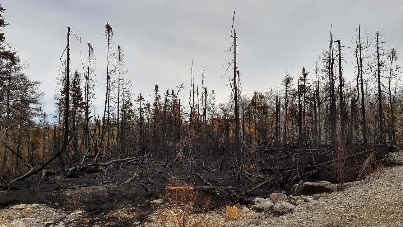 Investigation into local forest fire closed