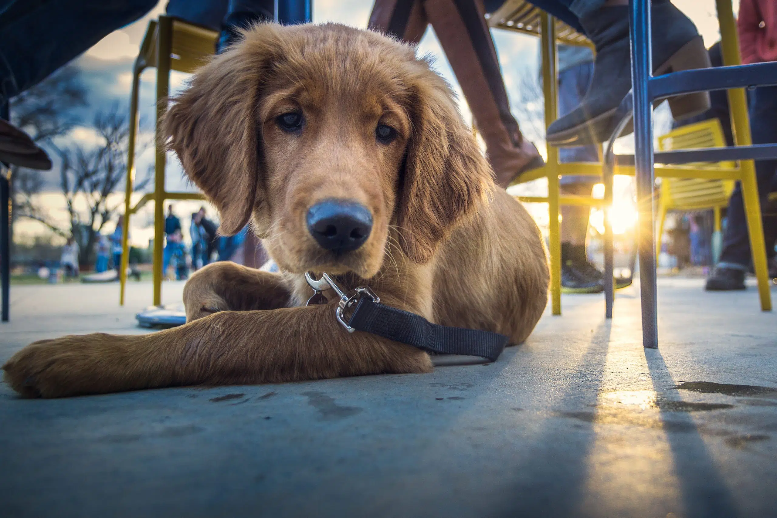 Patio Pups! Dogs allowed on all NS restaurant patios as of today