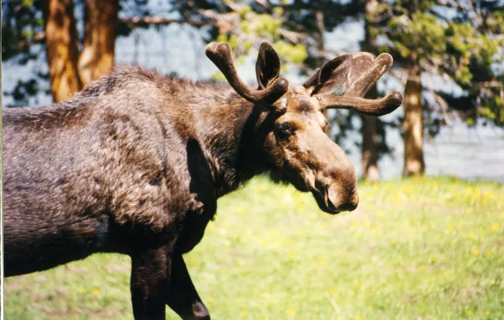 Annual Cape Breton moose hunt licence lottery opens Monday