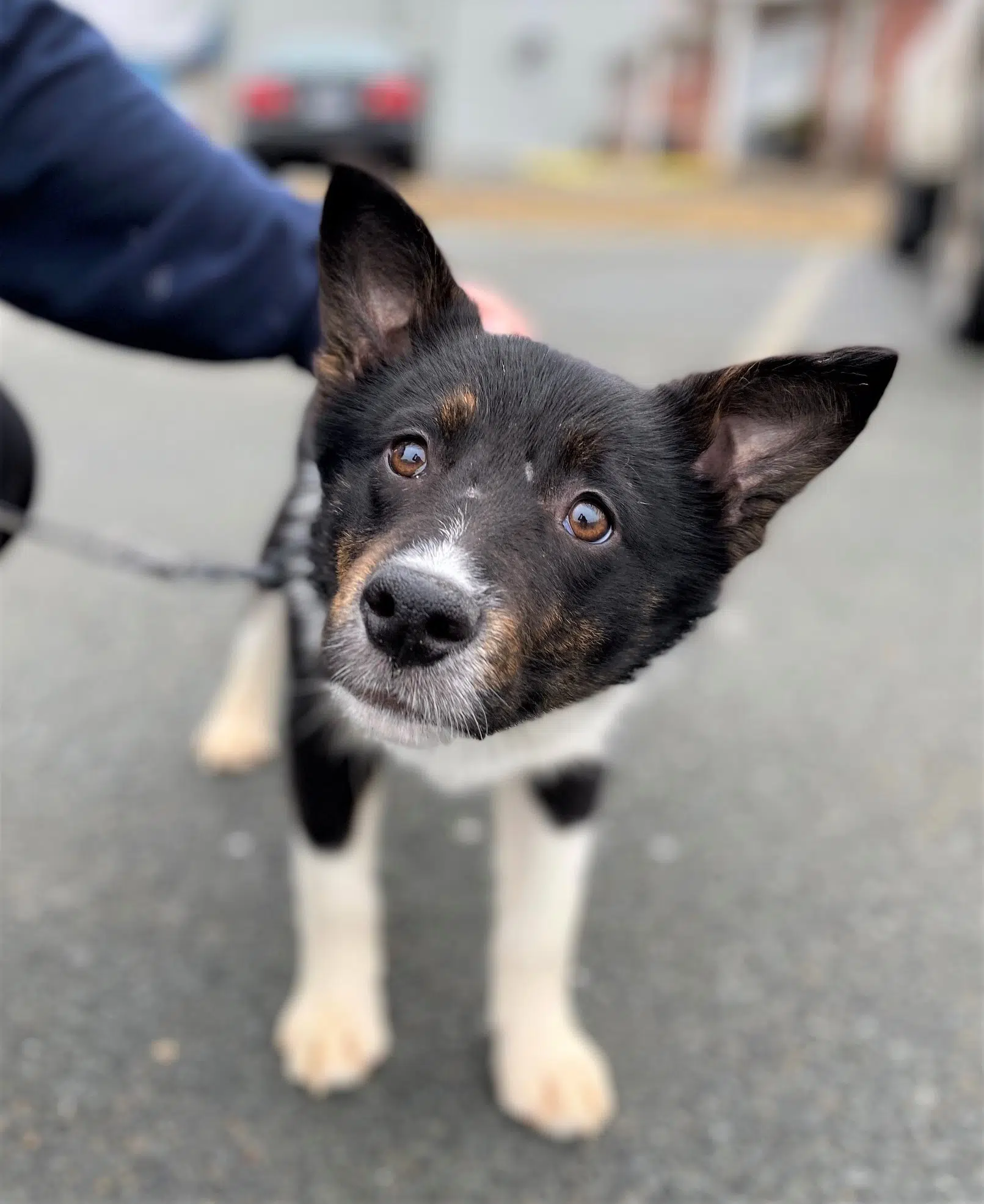 Update on the 77 dogs surrendered to the SPCA from a Cape Breton home