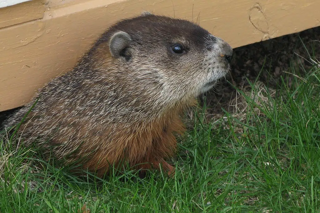 It's Groundhog Day....but why??
