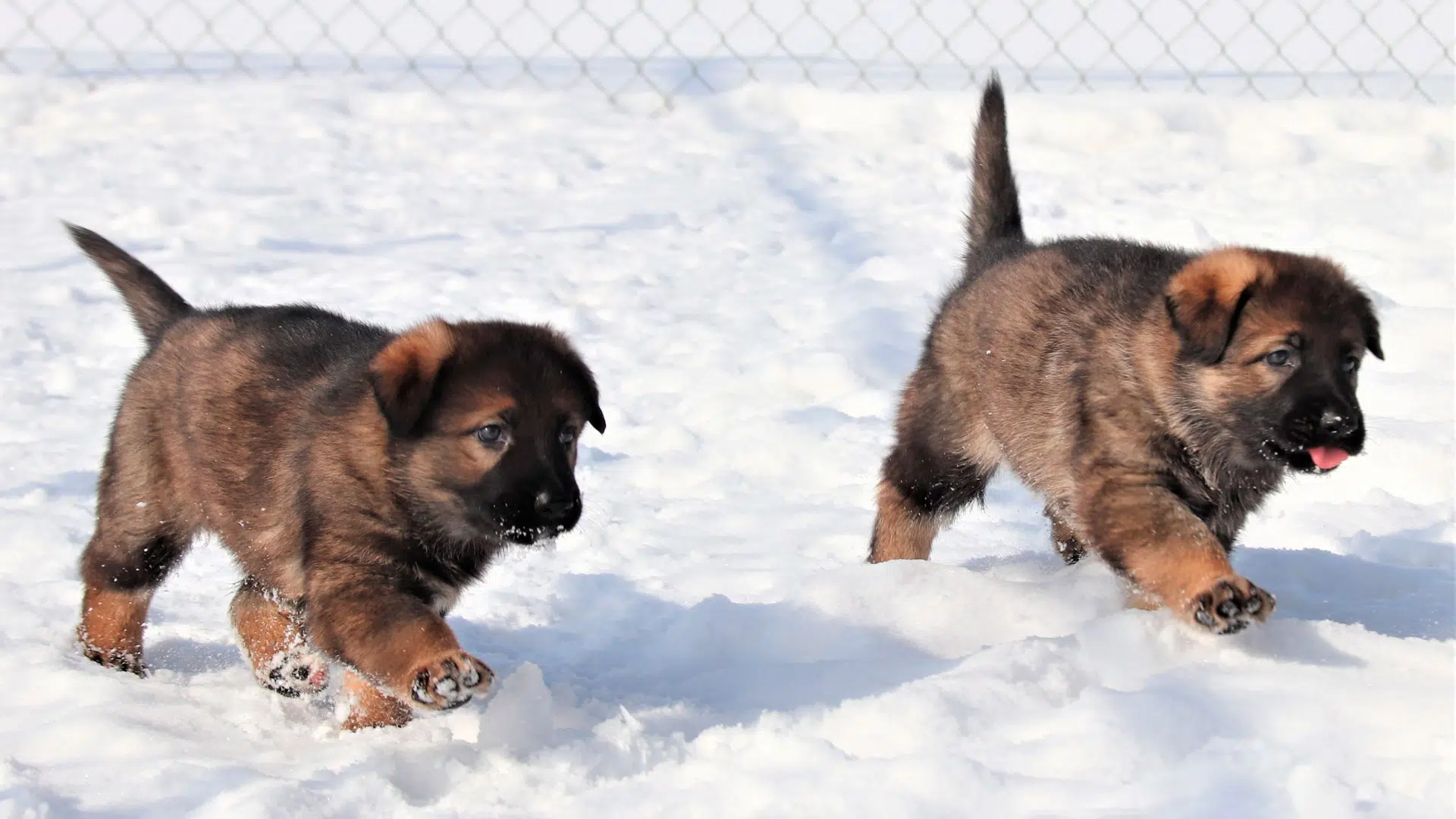 Name the RCMP puppies!