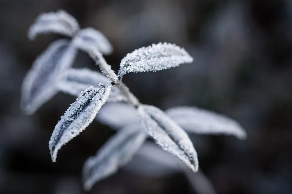 Frost advisory out for Cape Breton