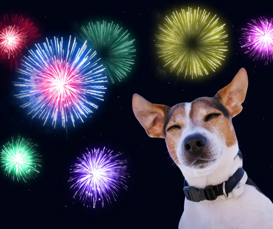 Fireworks and dogs - tips on keeping your dog calm