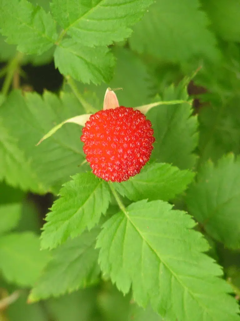 A New Way to Grow Raspberries