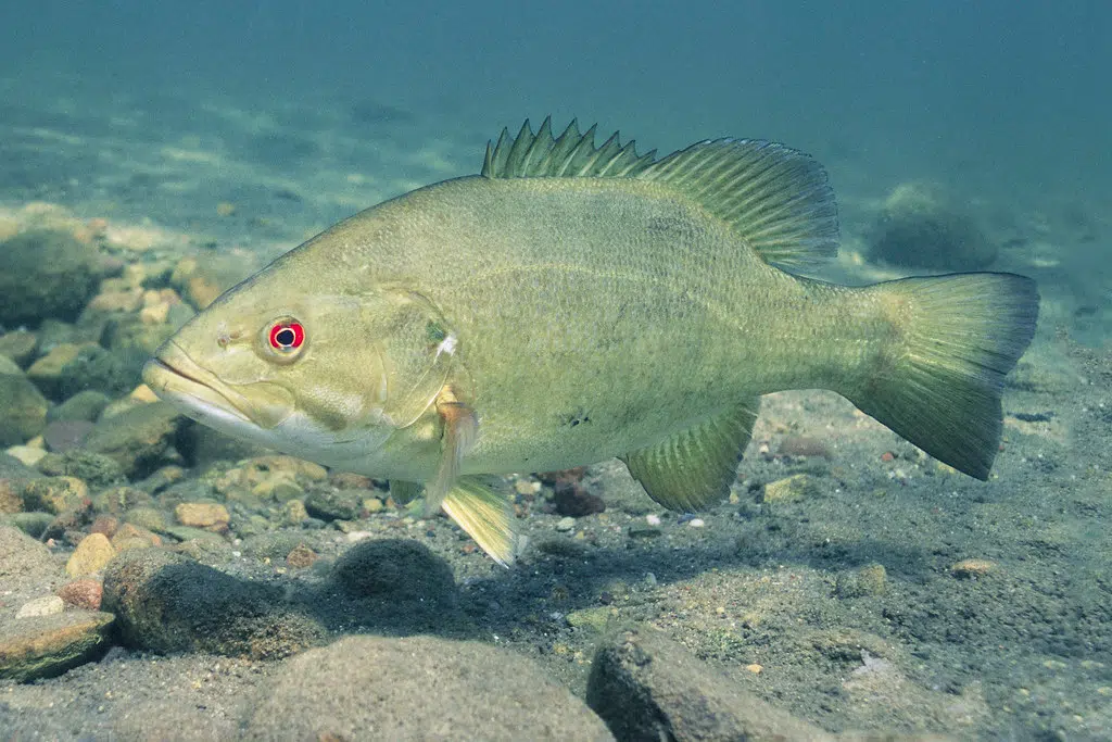 Smallmouth Bass to be Eradicated in a Guysborough County Lake