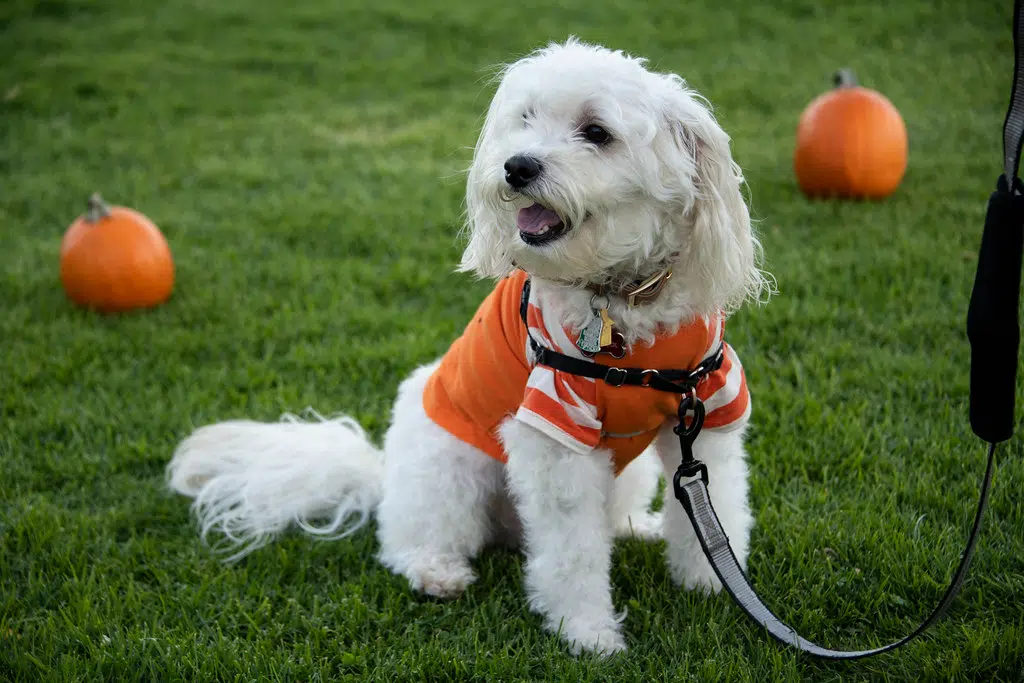 Keep your pets safe this Halloween!