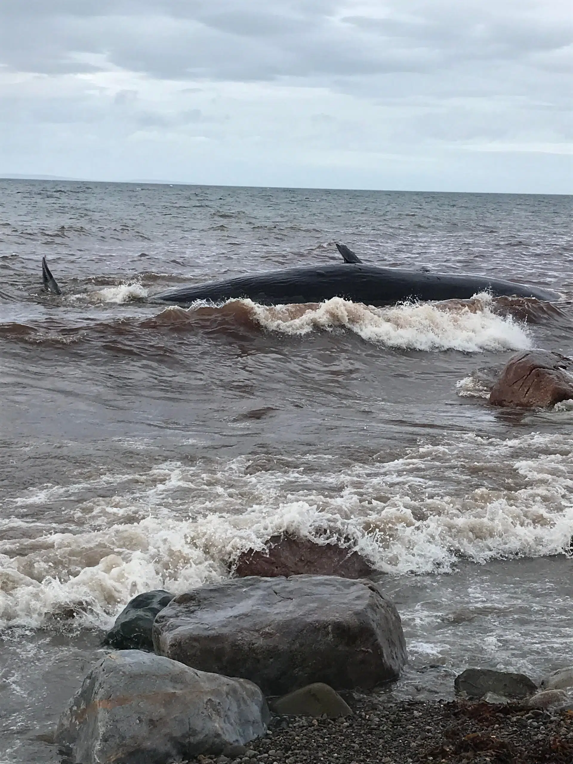 Inverness County Tragedy: Beached Whale Dies