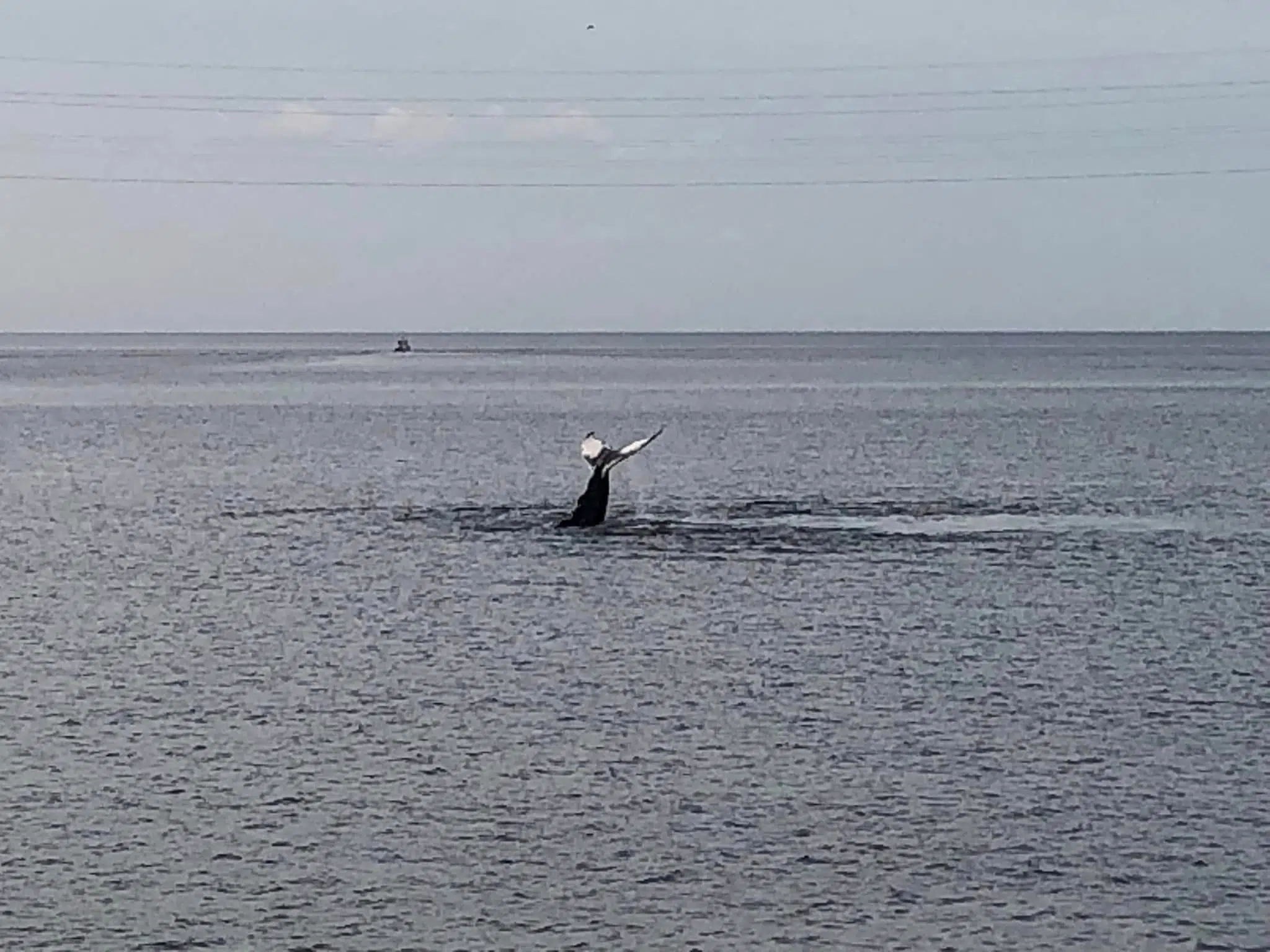 An Amazing Performance Near Canso Causeway