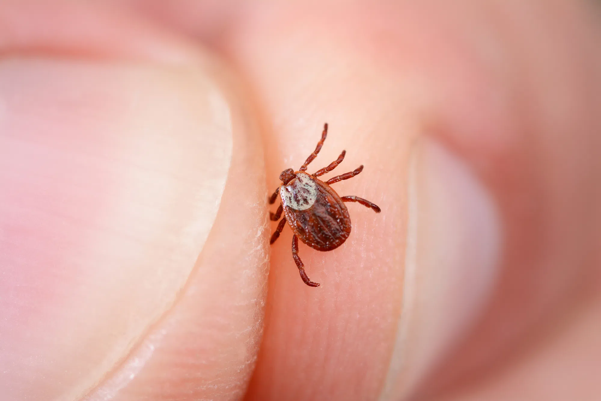 Worried About A Tick You Found On Yourself Or A Pet? Check Out This App!