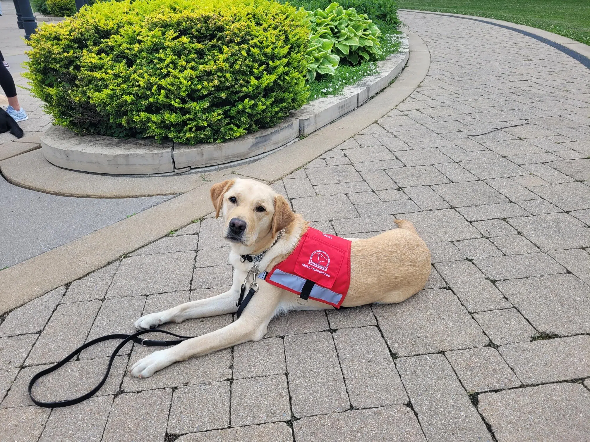 Leeside Society in Port Hawkesbury adds a dog to their staff