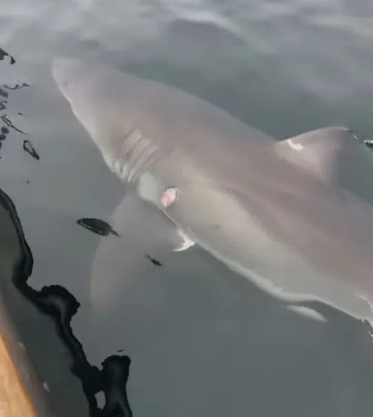 Shark sighting near Inverness (video)