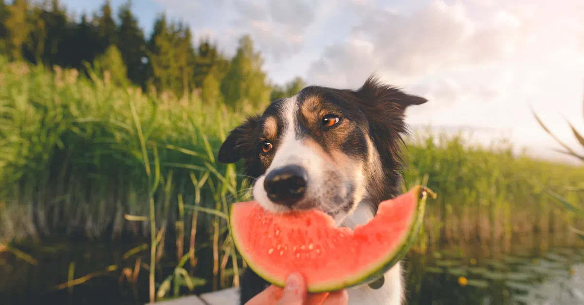 Here's Some Summer Treat Ideas For Your Pup!