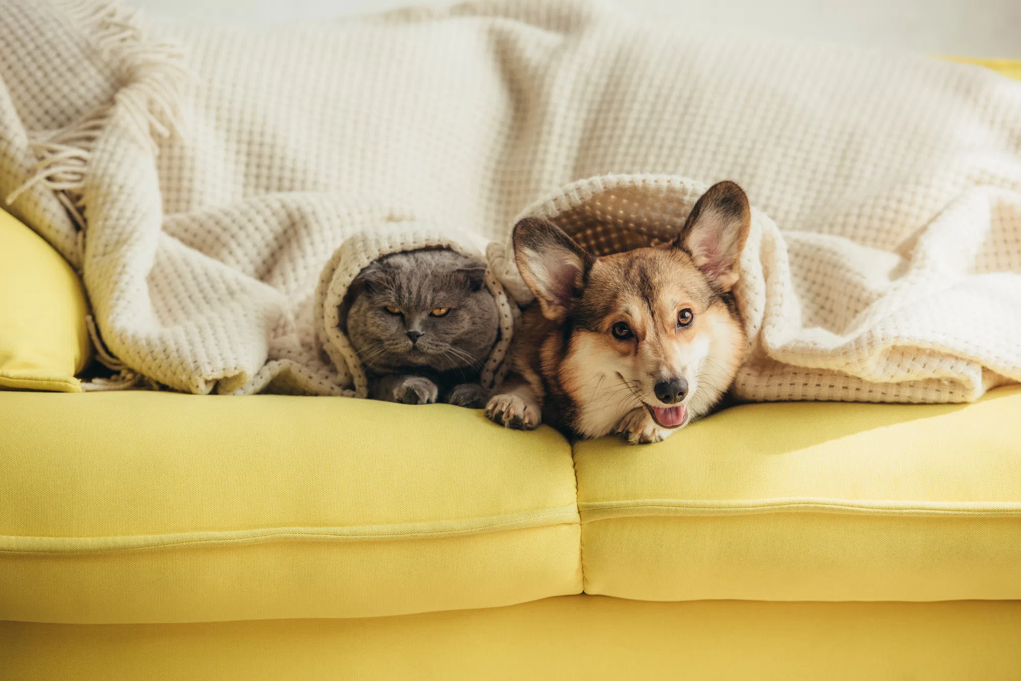 Pet Insurance! Ever Think Of Getting It?  Here's How Much It Could Cost!
