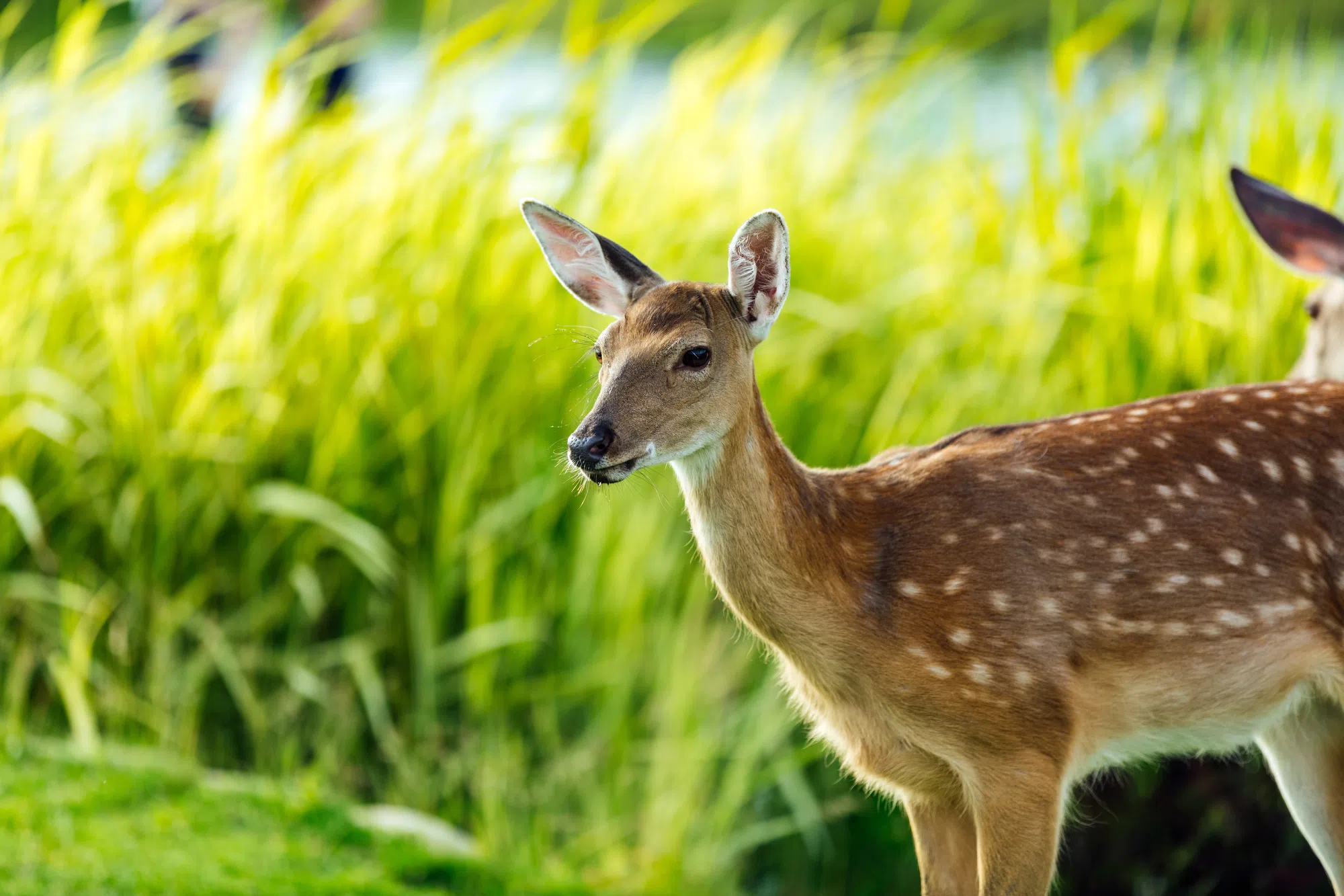 They're Everywhere! Here's What Local Towns Are Doing About The Deer Problem