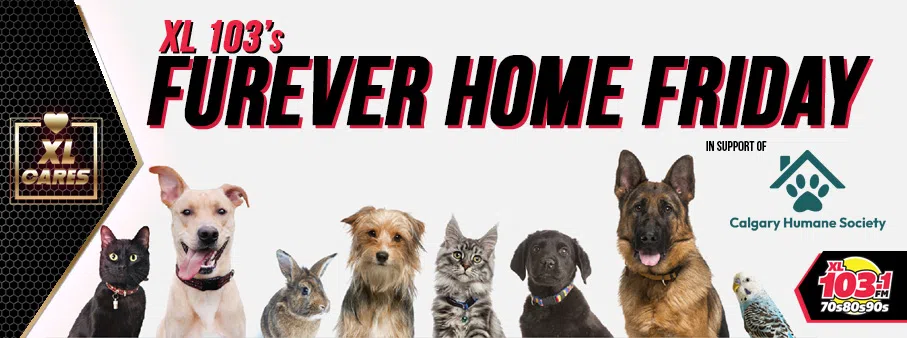 Feature: https://www.xl103calgary.com/xl-103s-furever-home-friday/