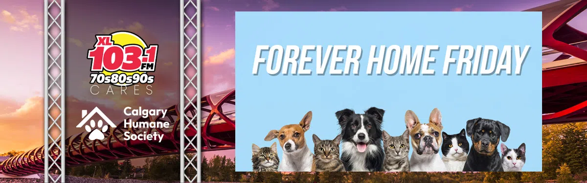 Feature: https://www.xl103calgary.com/xl-103s-furever-home-friday/