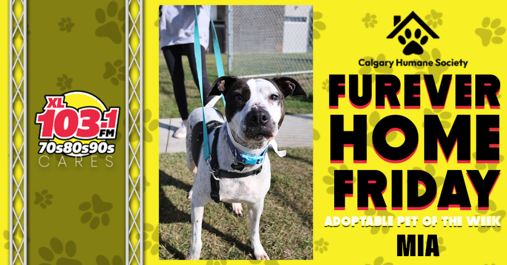 XL-FureverHomeFriday-Mia