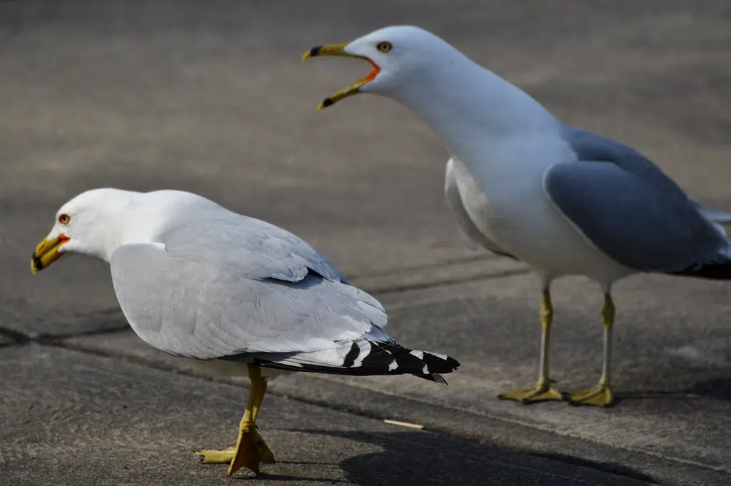 A Battle Brews Between Birds and People