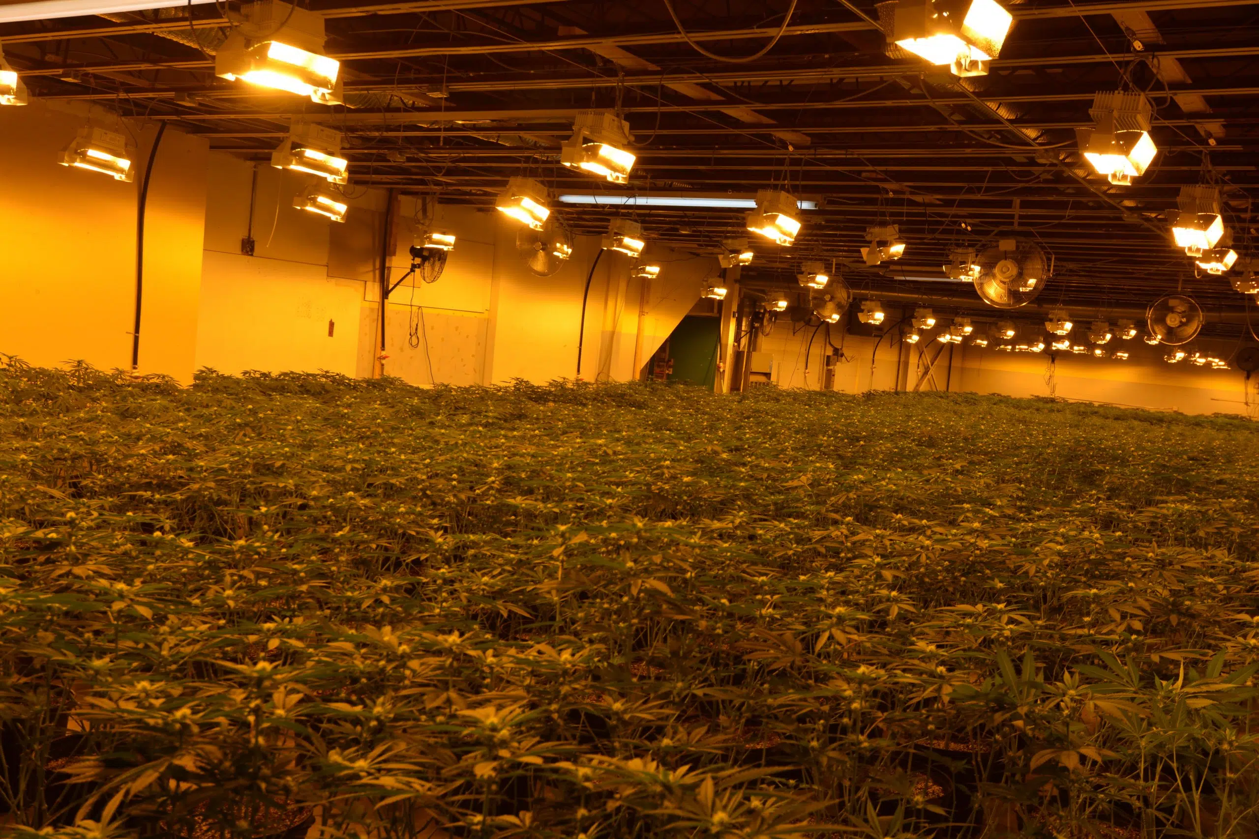 Belleville Police seize over 7,000 marijuana plants