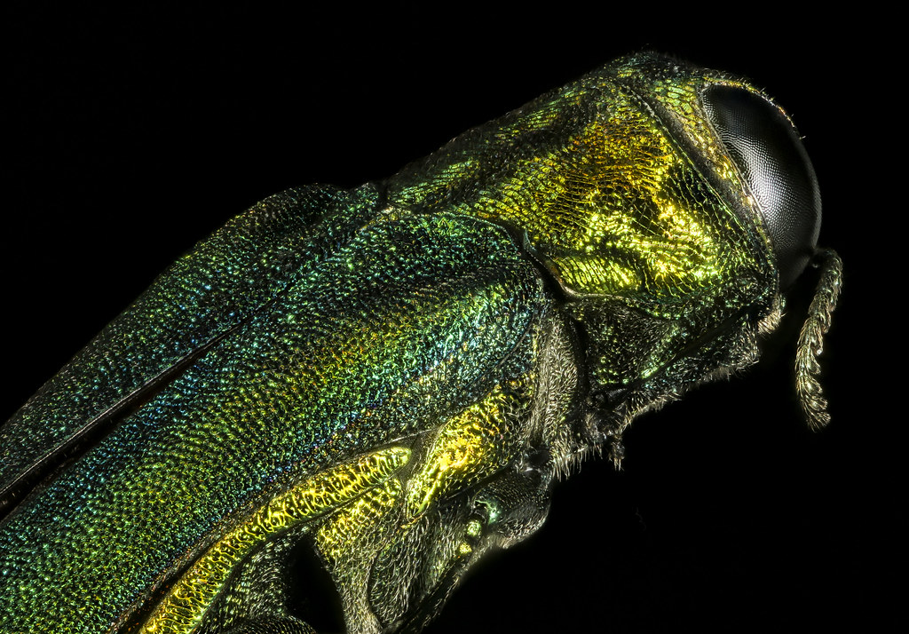 Quinte Conservation closes section of Potter's Creek Trail due to the Emerald Ash Borer