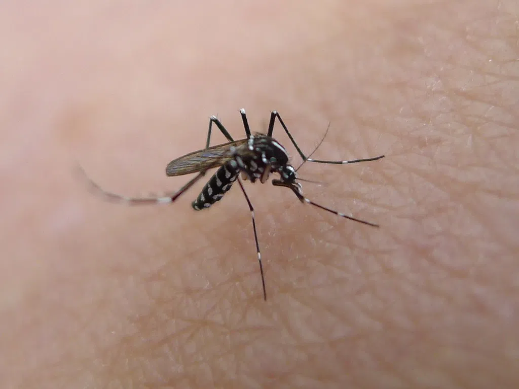West Nile Virus detected in the Picton area