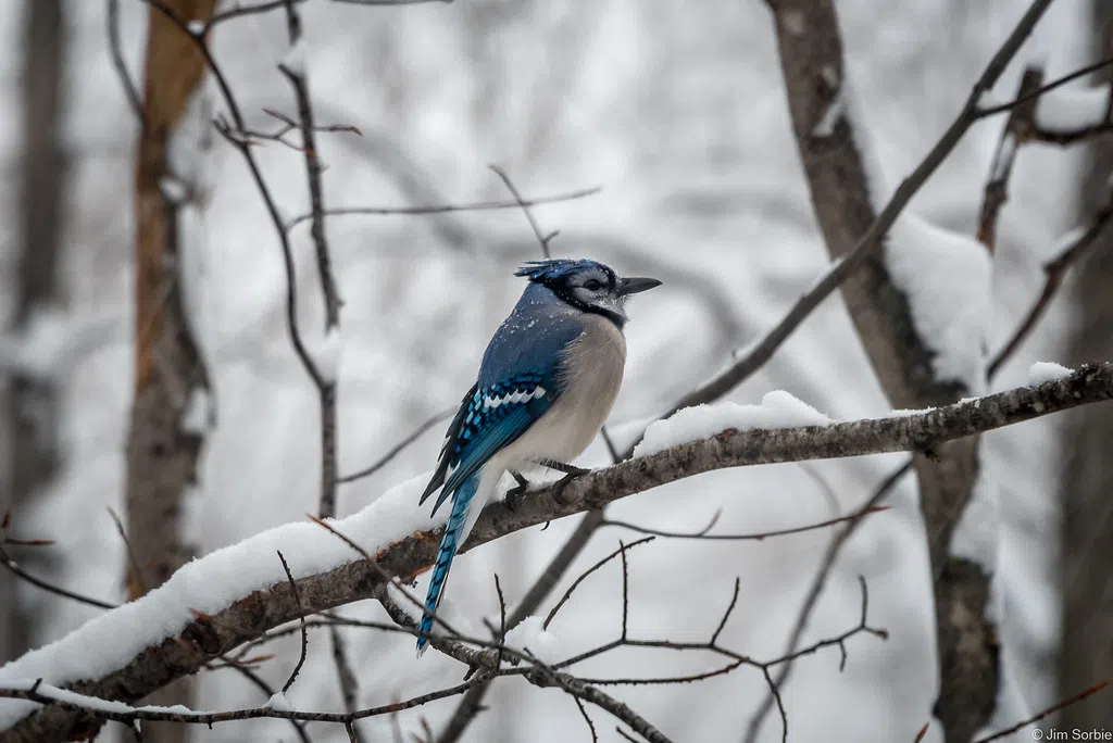 Quinte region under a Winter Storm Watch