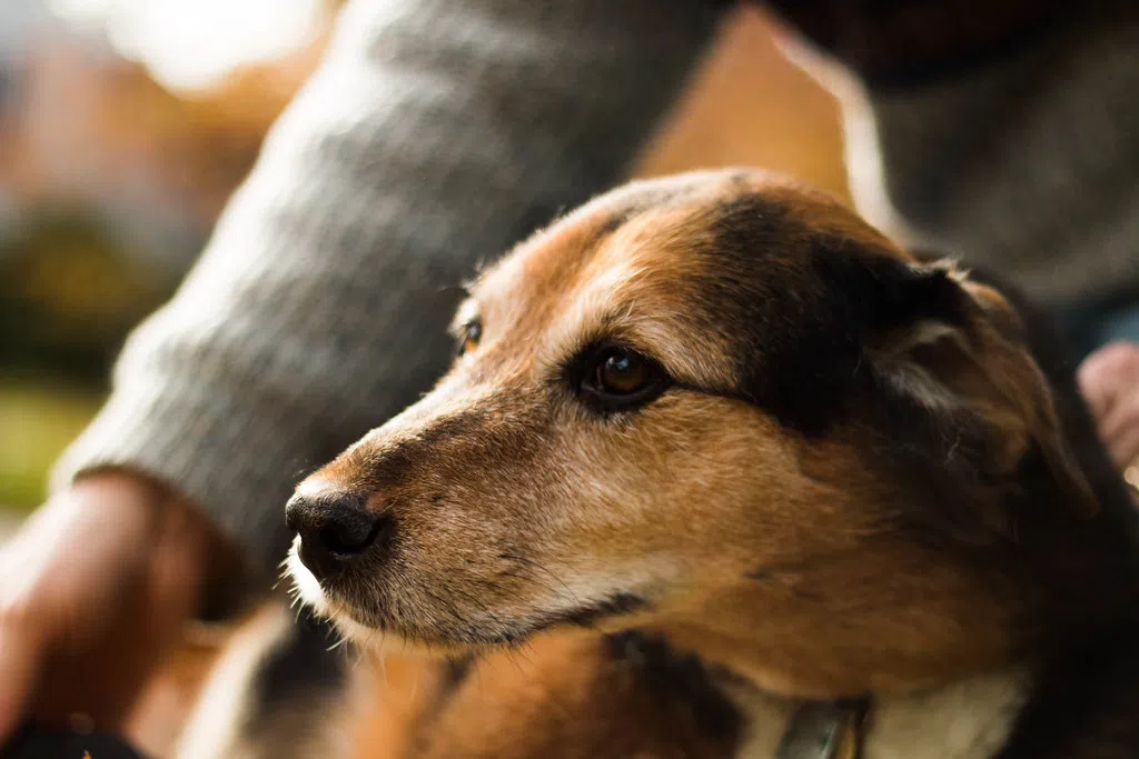 New executive director at the local humane society