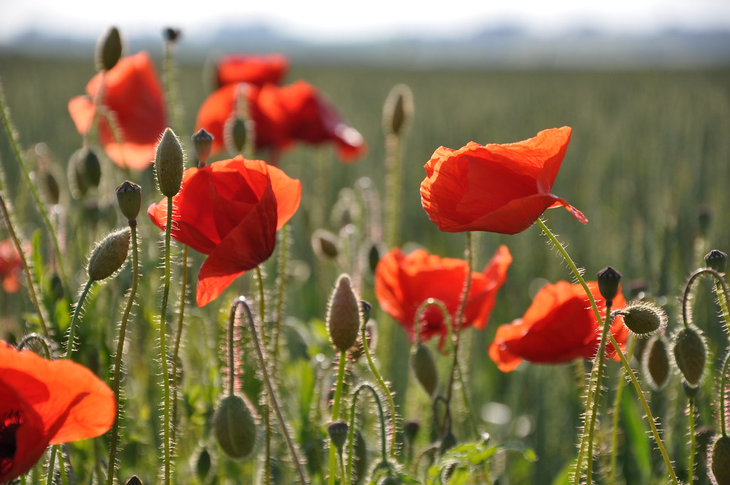 National Poppy Campaign to launch on October 27th