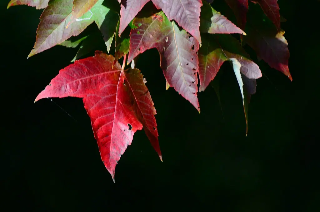 Busy few days in Quinte with a variety of events